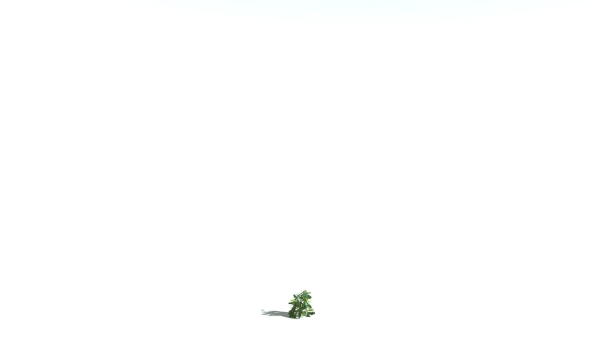 EVERYPlant English Oak LowPoly 5 --15 Models--