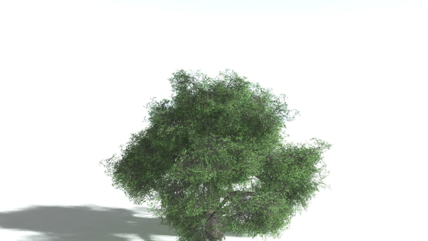 EVERYPlant English Oak LowPoly 5 --15 Models--