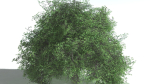EVERYPlant English Oak LowPoly 5 --15 Models--