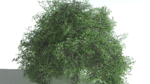 EVERYPlant English Oak LowPoly 5 --15 Models--