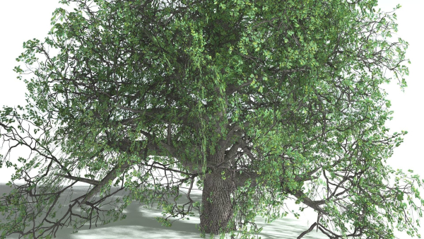 EVERYPlant English Oak LowPoly 5 --15 Models--