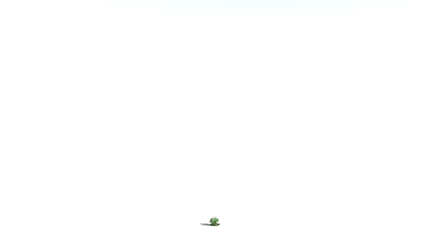 EVERYPlant English Oak LowPoly 5 --15 Models--