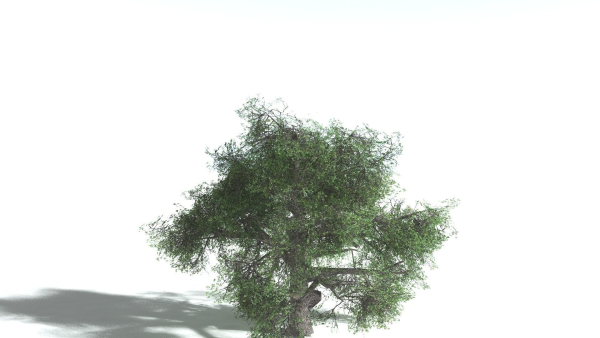 EVERYPlant English Oak LowPoly 5 --15 Models--