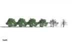 EVERYPlant English Oak LowPoly 5 --15 Models--