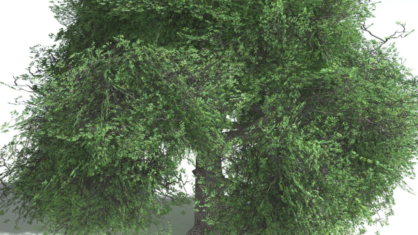 EVERYPlant English Oak LowPoly 5 --15 Models--