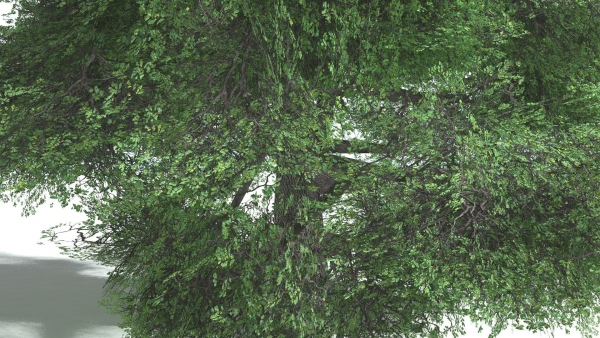 EVERYPlant English Oak LowPoly 5 --15 Models--