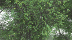 EVERYPlant English Oak LowPoly 5 --15 Models--