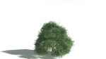 EVERYPlant English Oak LowPoly 5 --15 Models--