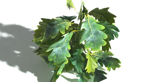 EVERYPlant English Oak LowPoly 5 --15 Models--