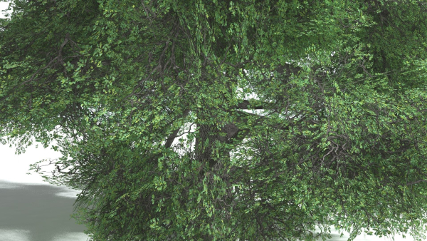 EVERYPlant English Oak LowPoly 5 --15 Models--