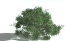 EVERYPlant English Oak LowPoly 5 --15 Models--