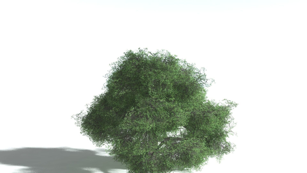 EVERYPlant English Oak LowPoly 5 --15 Models--