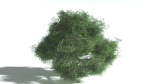 EVERYPlant English Oak LowPoly 5 --15 Models--