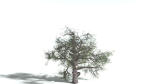 EVERYPlant English Oak LowPoly 5 --15 Models--