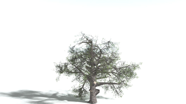 EVERYPlant English Oak LowPoly 5 --15 Models--