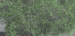 EVERYPlant English Oak LowPoly 5 --15 Models--