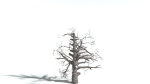 EVERYPlant English Oak LowPoly 5 --15 Models--