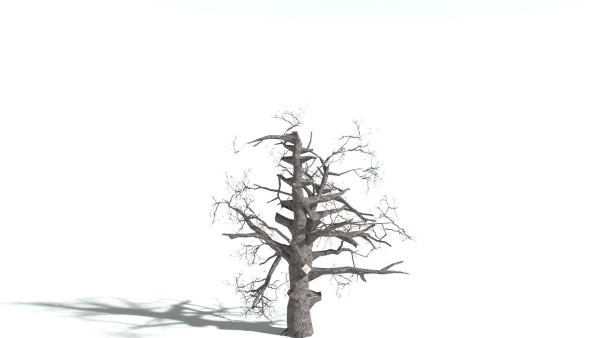 EVERYPlant English Oak LowPoly 5 --15 Models--