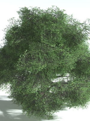 EVERYPlant English Oak LowPoly 5 --15 Models--