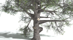 EVERYPlant English Oak LowPoly 5 --15 Models--