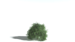 EVERYPlant English Oak LowPoly 5 --15 Models--