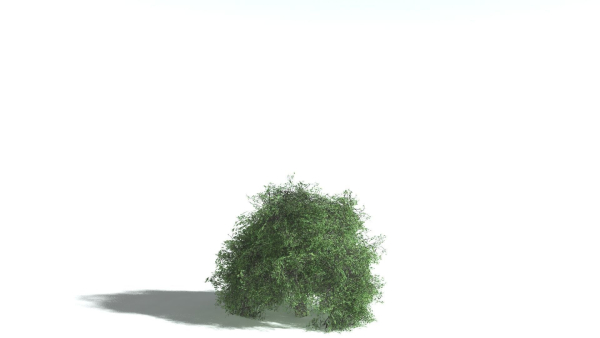 EVERYPlant English Oak LowPoly 5 --15 Models--