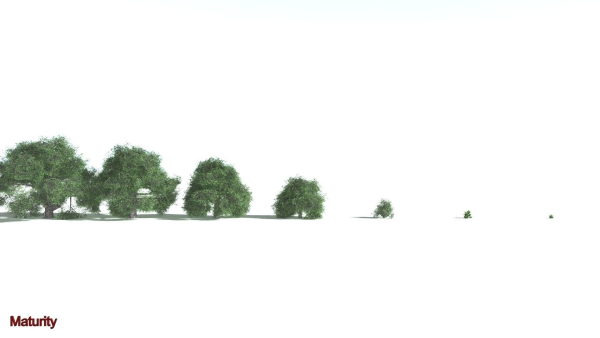 EVERYPlant English Oak LowPoly 5 --15 Models--