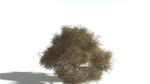 EVERYPlant English Oak LowPoly 5 --15 Models--