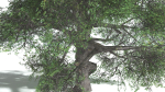 EVERYPlant English Oak LowPoly 5 --15 Models--