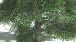EVERYPlant English Oak LowPoly 5 --15 Models--