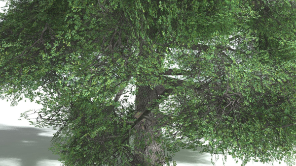 EVERYPlant English Oak LowPoly 5 --15 Models--
