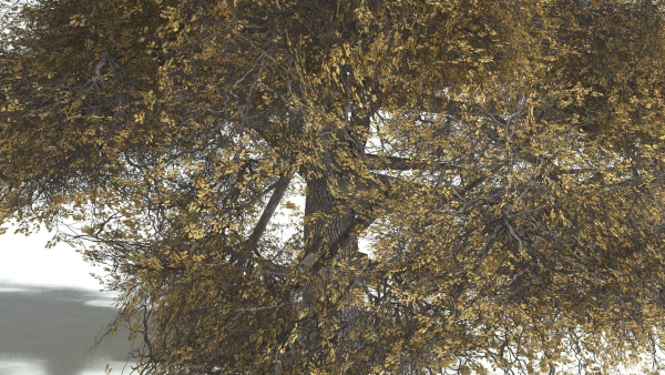 EVERYPlant English Oak LowPoly 5 --15 Models--