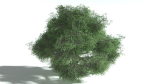 EVERYPlant English Oak LowPoly Bundle --75 Models--