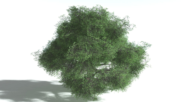EVERYPlant English Oak LowPoly Bundle --75 Models--