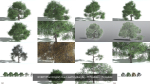 EVERYPlant English Oak LowPoly Bundle --75 Models--