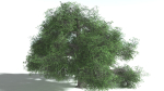 EVERYPlant English Oak LowPoly Bundle --75 Models--