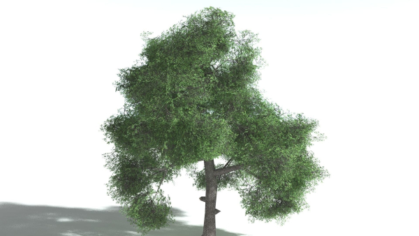 EVERYPlant English Oak LowPoly Bundle --75 Models--