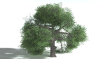 EVERYPlant English Oak LowPoly Bundle --75 Models--
