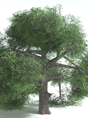 everyplant-english-oak-lowpoly-bundle-75-models-3d-model-40d32324ed