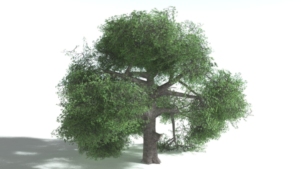 EVERYPlant English Oak LowPoly Bundle --75 Models--