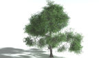EVERYPlant English Oak LowPoly Bundle --75 Models--