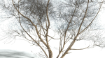 EVERYPlant European Hazel 3 --15 Models--