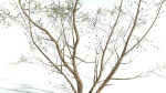 EVERYPlant European Hazel 3 --15 Models--