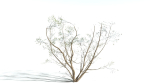EVERYPlant European Hazel 3 --15 Models--