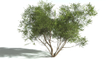 EVERYPlant European Hazel 3 --15 Models--
