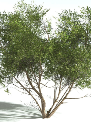 EVERYPlant European Hazel 3 --15 Models--