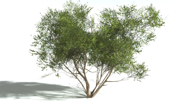 EVERYPlant European Hazel 3 --15 Models--