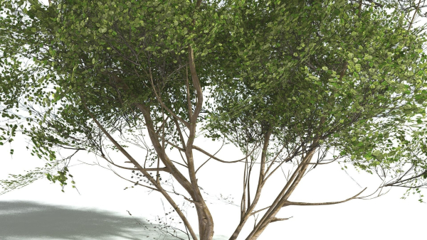 EVERYPlant European Hazel 3 --15 Models--