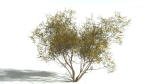 EVERYPlant European Hazel 3 --15 Models--