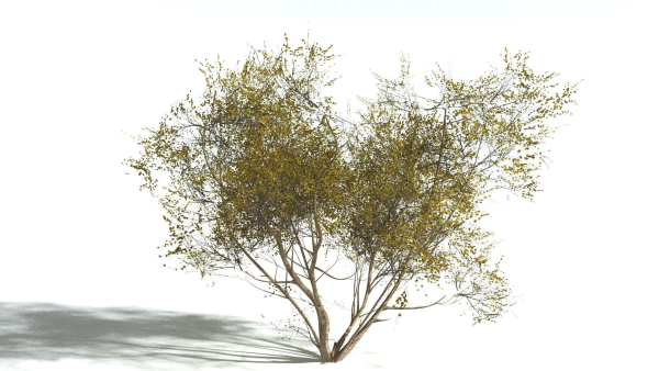 EVERYPlant European Hazel 3 --15 Models--
